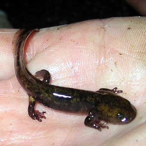 Photo.Larva-salamander-France. Well developed.France